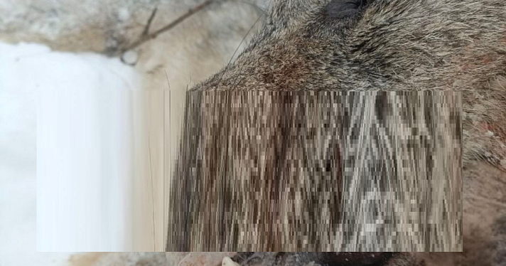 В Ярославской области охотники добыли волка, загрызшего собаку