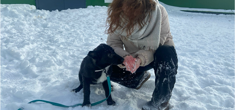 Надежда есть всегда: как ярославские волонтёры спасают животных_311245