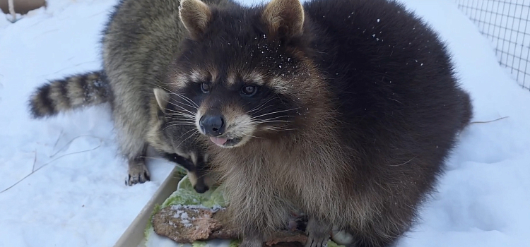 Хвостатые объедаются: в Ярославском зоопарке зверей накормили блинами_311689