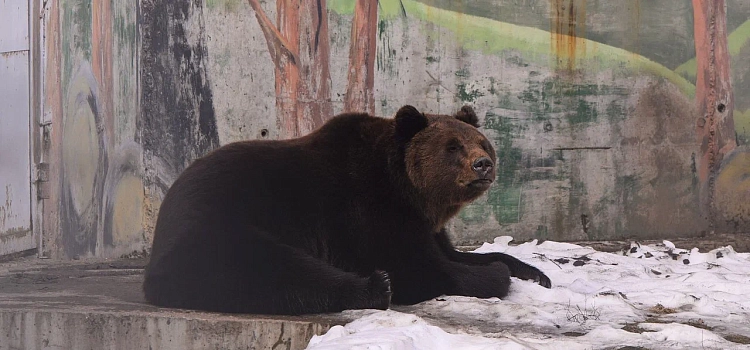 «Сидят вялые»: в Ярославском зоопарке медведи Ума и Топа вышли из зимней спячки_268929