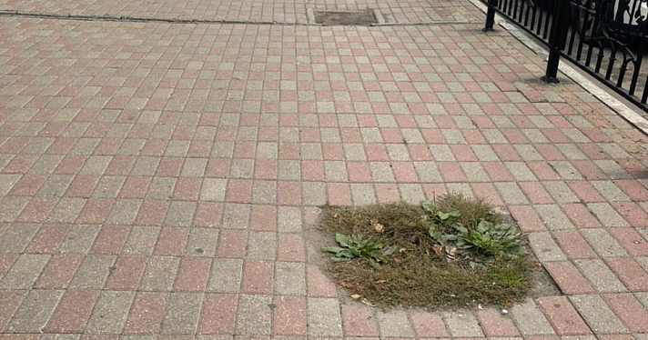 В центре Ярославля высадят новые деревья вместо спиленных_223625
