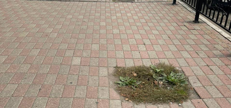 В центре Ярославля высадят новые деревья вместо спиленных_223625