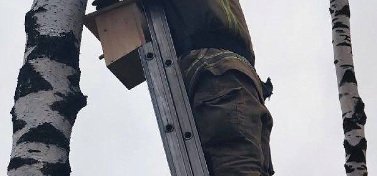 Ярославские пожарные вместе с детьми повесили скворечники в городском парке_294152
