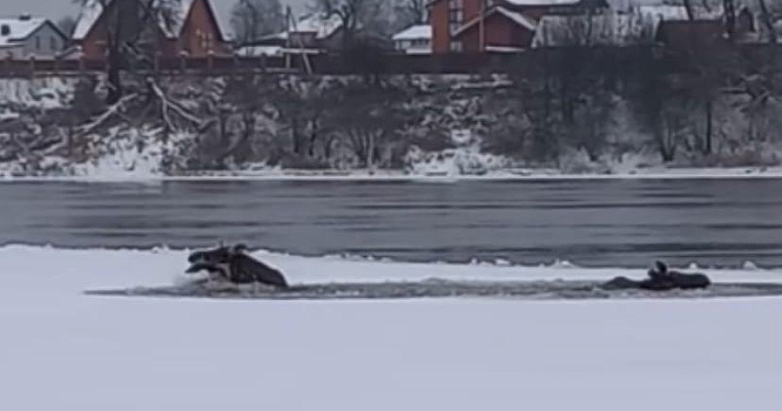 В Рыбинске лоси ушли под лед: животных не удалось спасти