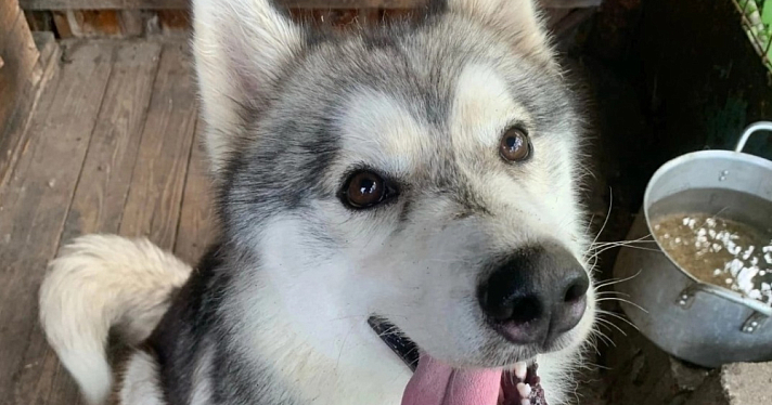«Склонен к побегу»: ярославские зоозащитники вернули собаку хозяйке только после вмешательства суда