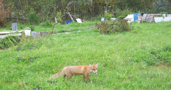 Ярославскую пенсионерку обложили налогом за чужой земельный участок
