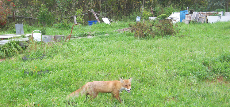 Ярославскую пенсионерку обложили налогом за чужой земельный участок