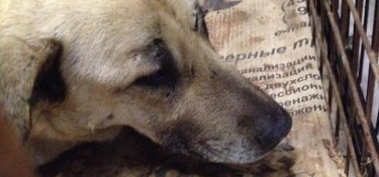 В Ярославле собака попала под поезд — горожане собирают деньги на лечение