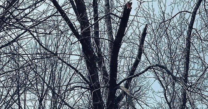 В Ярославле выявили 10 тысяч аварийных деревьев