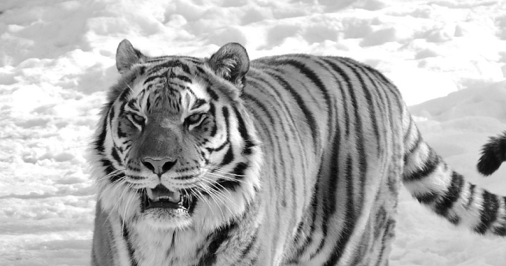 В Ярославском зоопарке умер тигр Тамерлан