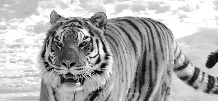 В Ярославском зоопарке умер тигр Тамерлан