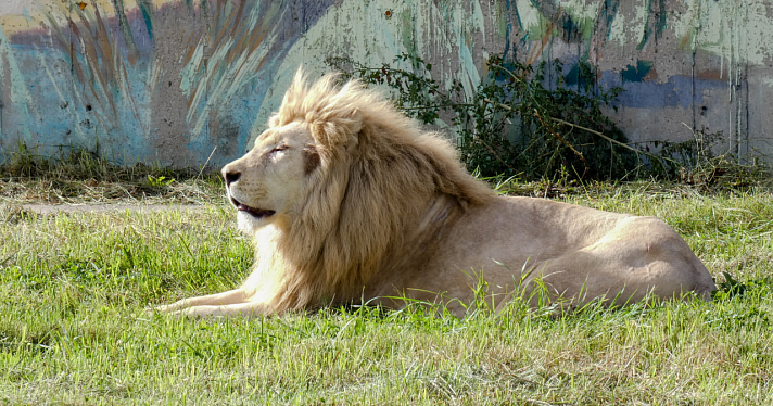 Было ужасное детство в цирке: в Ярославском зоопарке поселился белый лев_250942