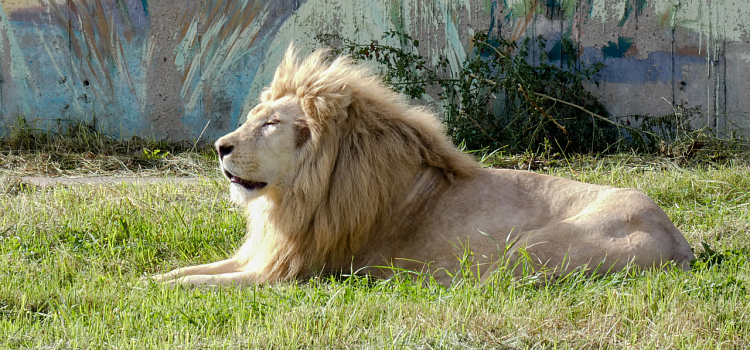 Было ужасное детство в цирке: в Ярославском зоопарке поселился белый лев_250942