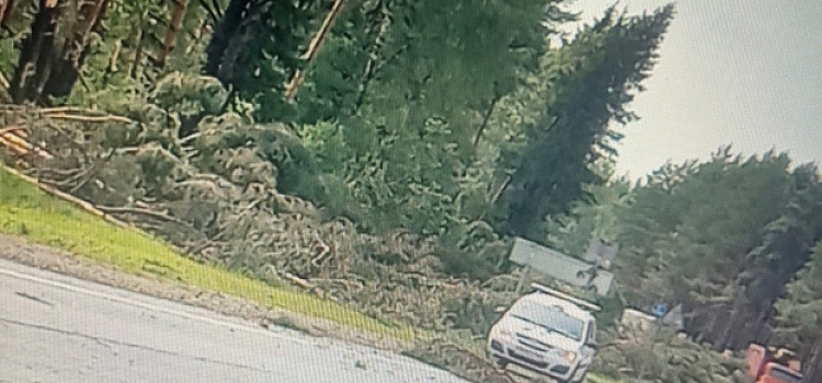Автомобили в кювете и вырванные деревья: под Ярославлем разбушевался сильный ураган вблизи аэропорта_245500