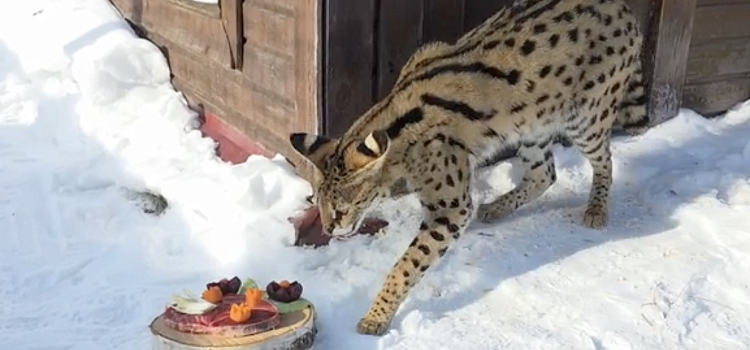 Хвостатые объедаются: в Ярославском зоопарке зверей накормили блинами_311690