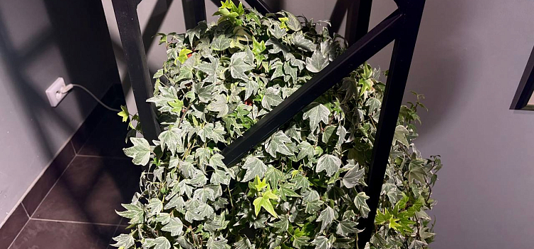 Оранжерея иллюзий: в Ярославле проходит выставка «Иллюзия/реальность»_312246