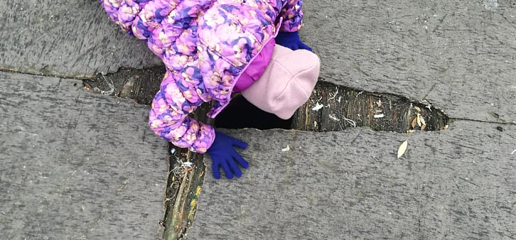 Фото дня. «Асфальтогрызы» поселились в ярославском парке 30-летия Победы_160771