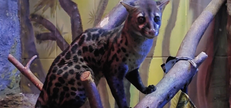 Звёздная Генетта предстала перед камерой в Ярославском зоопарке_314301