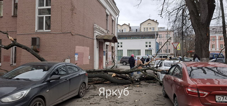 В центре Ярославля дерево рухнуло на припаркованные автомобили_307007