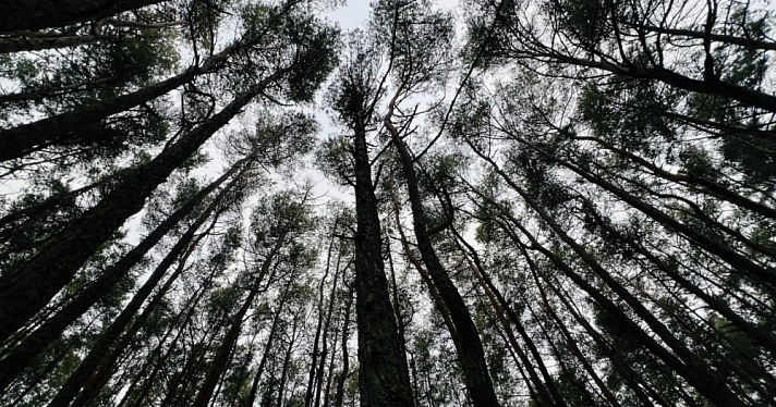 В Ярославской области задержан мужчина, незаконно срубивший ёлки на продажу