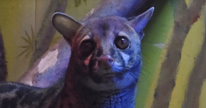 Звёздная Генетта предстала перед камерой в Ярославском зоопарке