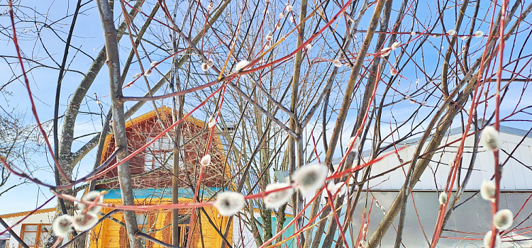 Аномалии сохранятся: ярославцам рассказали о погоде на конец марта