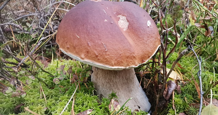 В Ярославской области нашли грибы-гиганты_221800