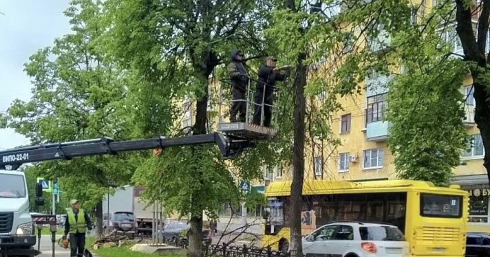 Более двух тысяч деревьев планируют высадить в Ярославле в 2026 году