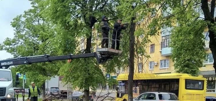 Более двух тысяч деревьев планируют высадить в Ярославле в 2026 году