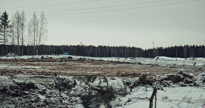 Здесь покоится Барсик: жители Ярославской области боятся, что кладбище домашних животных исчезнет из-за вырубки леса_232081