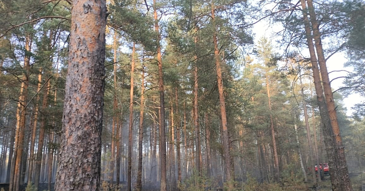 В окрестностях Ярославля потушили лесной пожар_252844