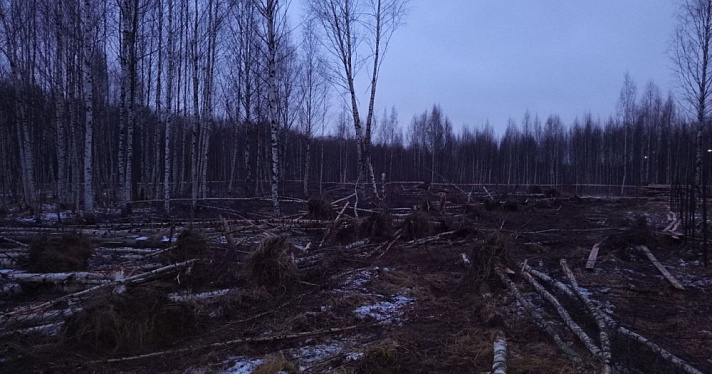 Ярославцы пожаловались на массовую вырубку деревьев во Фрунзенском районе