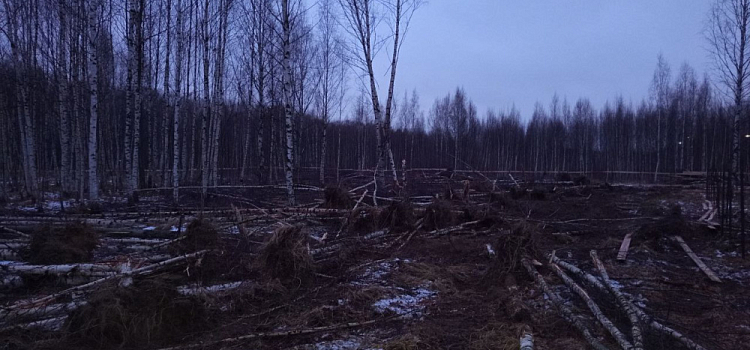 Ярославцы пожаловались на массовую вырубку деревьев во Фрунзенском районе