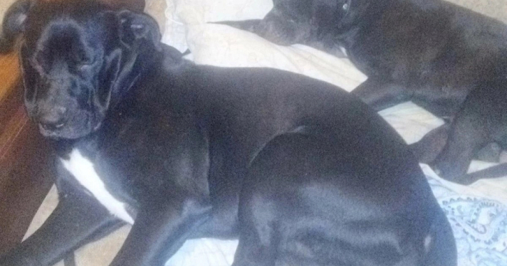 В Ярославле засудили хозяев собак, во дворе дома напавших на подростка