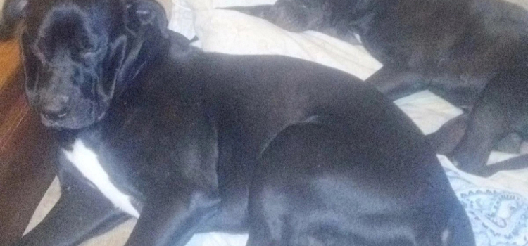 В Ярославле засудили хозяев собак, во дворе дома напавших на подростка