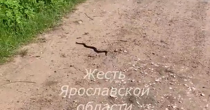 Гады приползли в города: жители Ярославской области рассказали о нашествии змей_243148