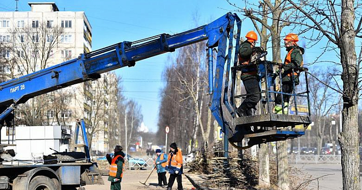 Более тысячи деревьев омолодят в Ярославле