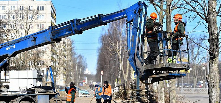 Более тысячи деревьев омолодят в Ярославле