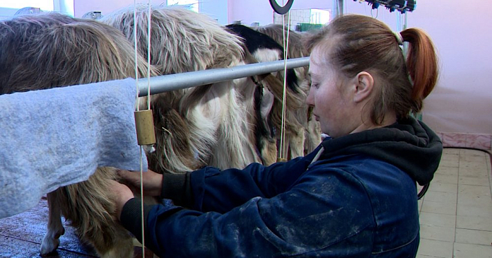 В Ярославскую область поступила партия молока тоггенбургских коз из угличского хозяйства