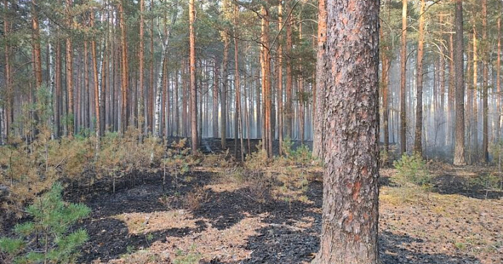 В Ярославской области площадь лесных пожаров сократилась на 20 процентов