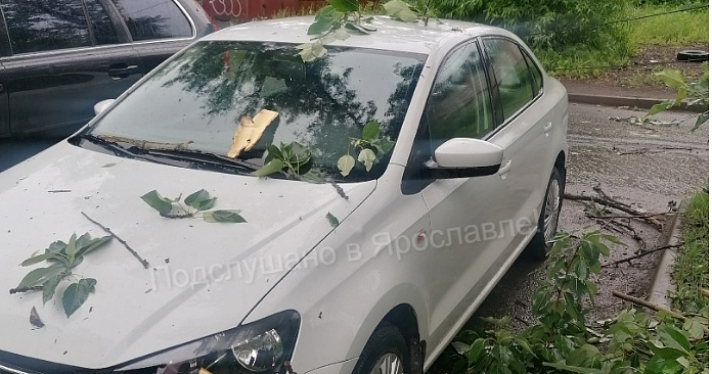В Ярославле упавшие из-за сильного ветра деревья парализовали движение электротранспорта_242578