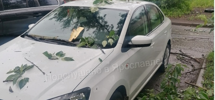 В Ярославле упавшие из-за сильного ветра деревья парализовали движение электротранспорта_242578