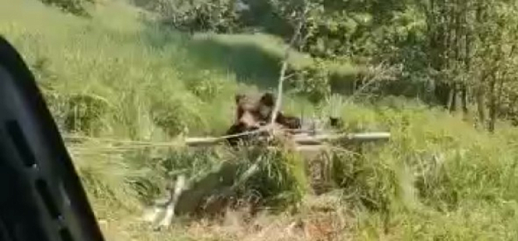 В Ярославской области из колодца спасли медведя
