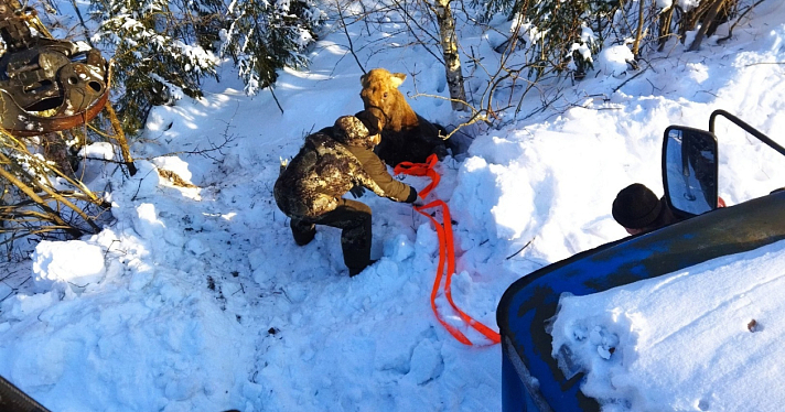 В Ярославской области лесники спасли застрявшую в снегу лосиху_264099