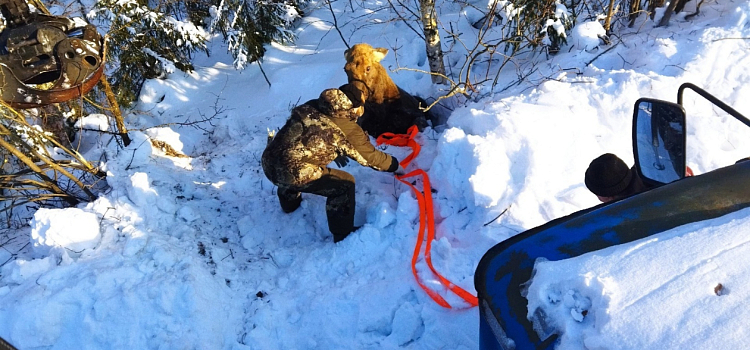 В Ярославской области лесники спасли застрявшую в снегу лосиху_264099
