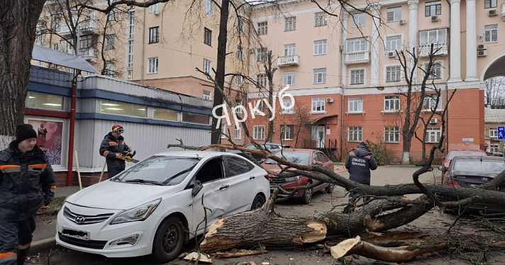 В центре Ярославля дерево рухнуло на припаркованные автомобили