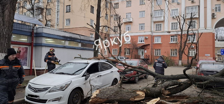 В центре Ярославля дерево рухнуло на припаркованные автомобили