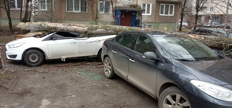 В Ярославле дерево рухнуло на три припаркованных автомобиля