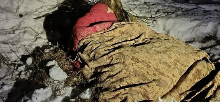 Незримый щит: ярославцы встали на защиту обессилевшего лося