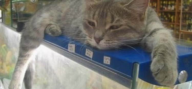 В Переславском районе приставы закрыли продуктовый магазин за антисанитарию